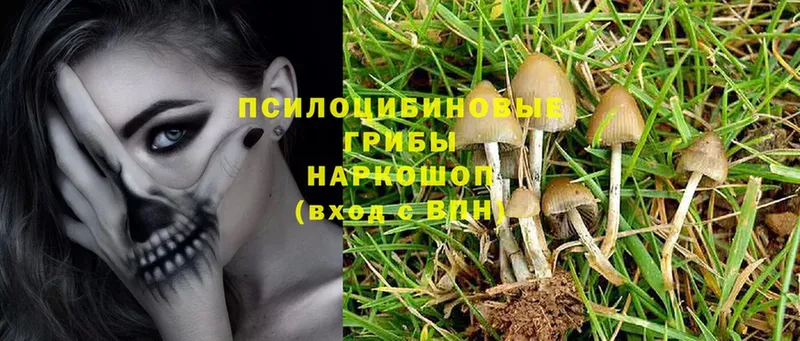 Галлюциногенные грибы Magic Shrooms  Гвардейск 